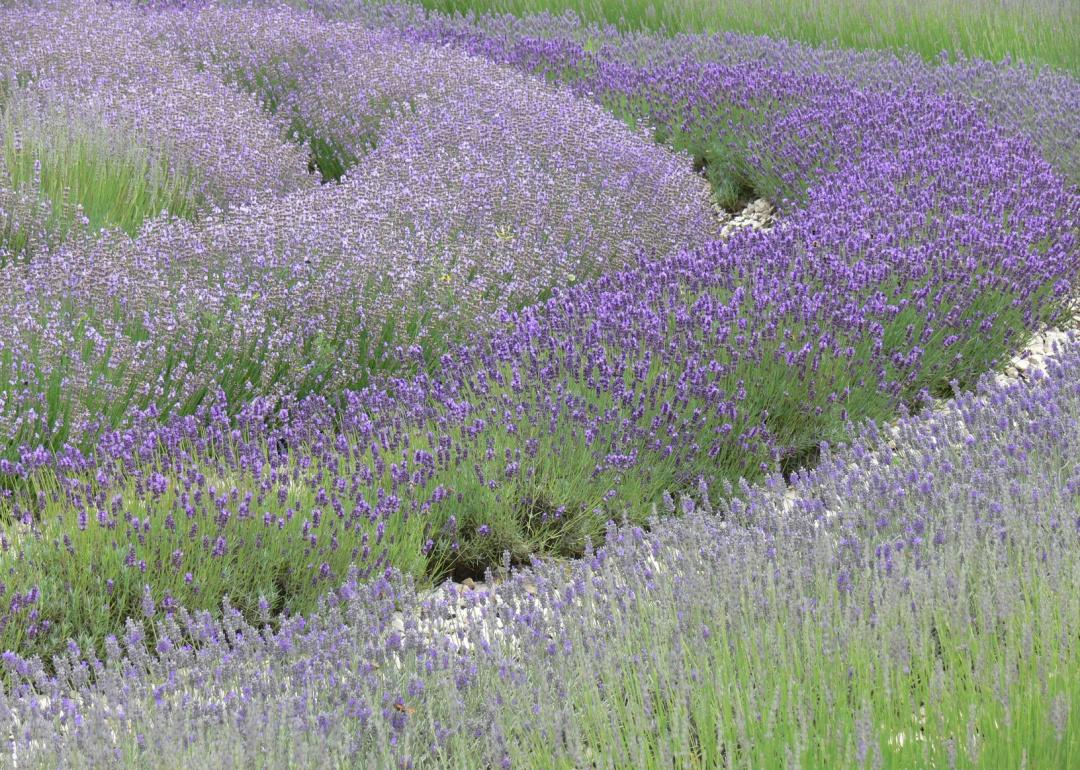 Rows of lavender plants.
