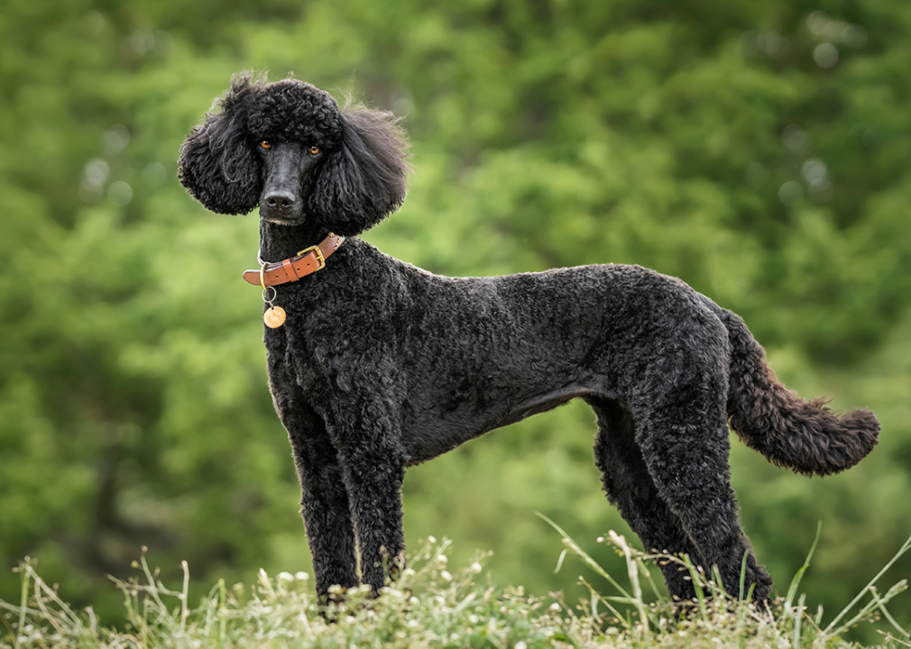 A Black Standard Poodle standing and looking directly at the camera.