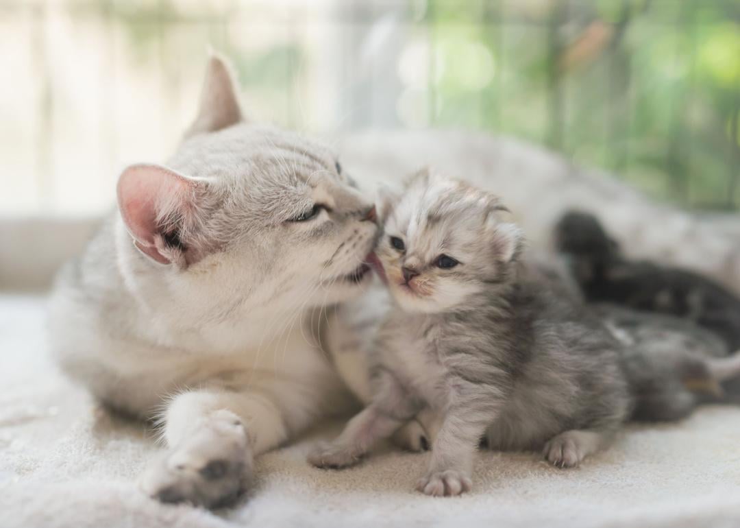 American shorthair cat with her kitten