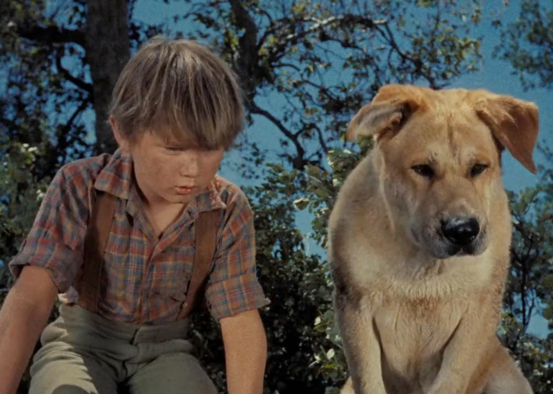 Kevin Corcoran in a scene from ‘Old Yeller’.