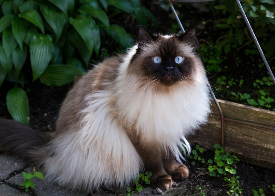 Chocolate point himalayan cat with blue eyes in garden