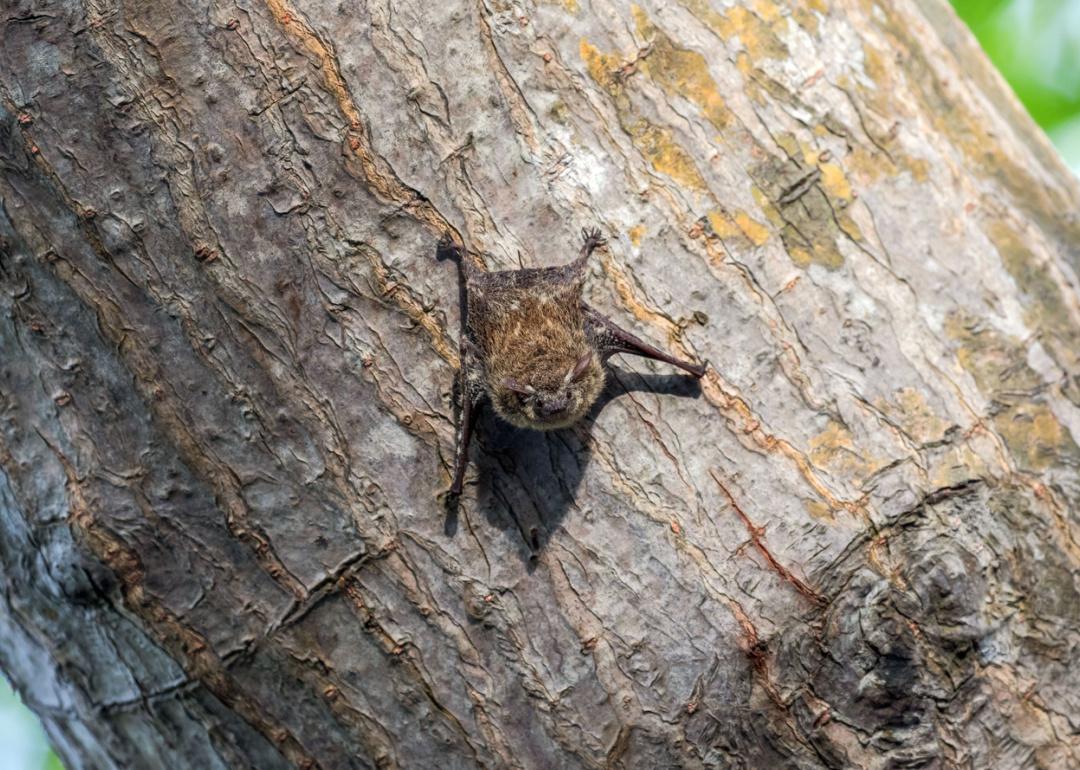 Proboscis bat perched at a tree.