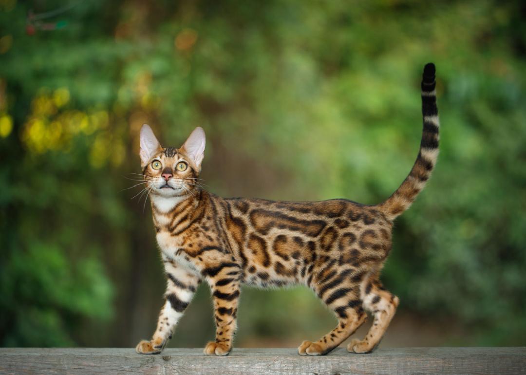 Bengal cat walking outside