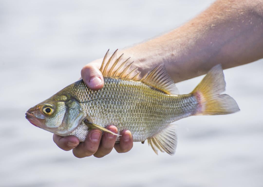 Record fish caught in Missouri