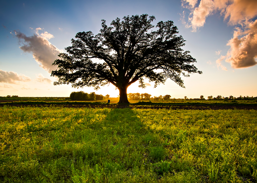 The McBaine Bur Oak tree outside of Columbia.