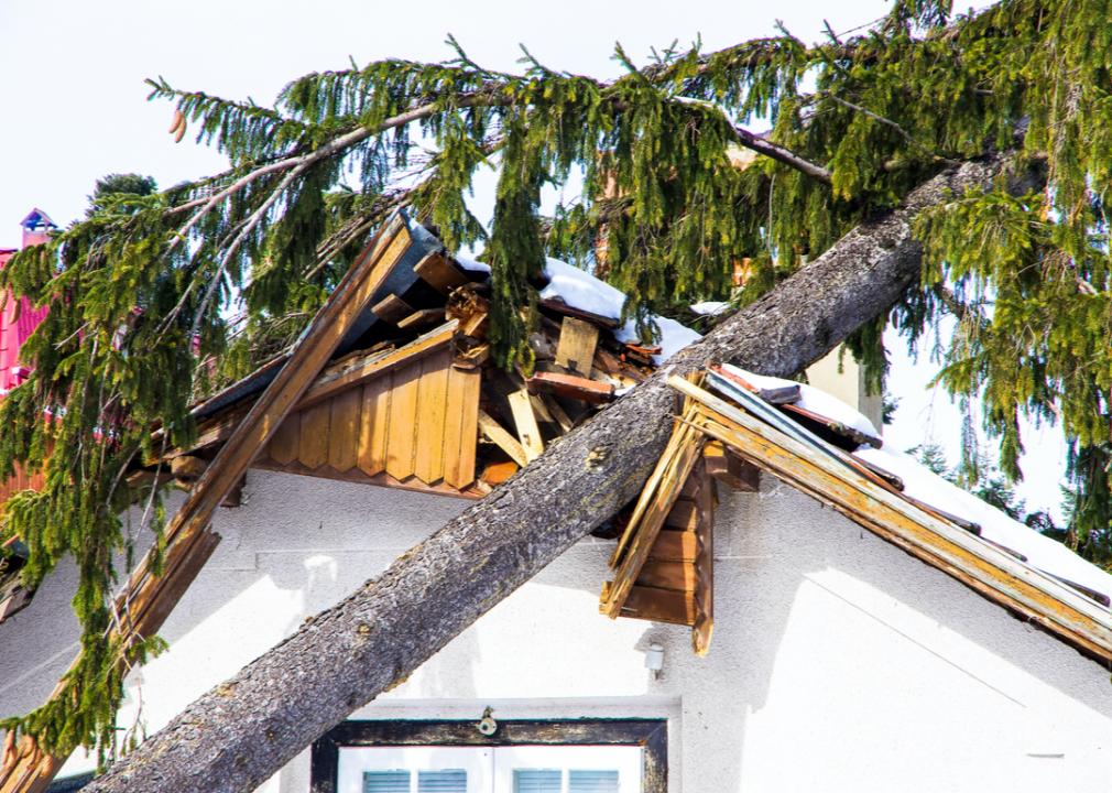 Photo shows a close-up of a fallen tree on top of a house