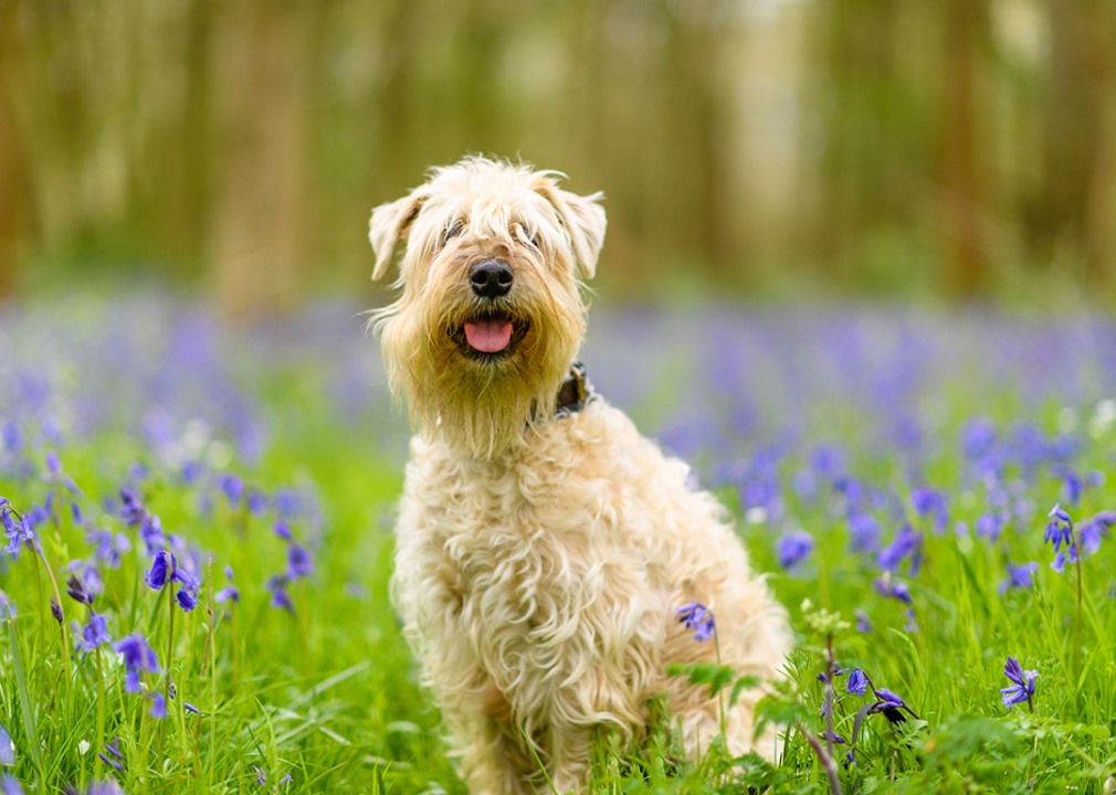 Soft-coated Wheaten Terrier sitting on grass and looking at the camera.