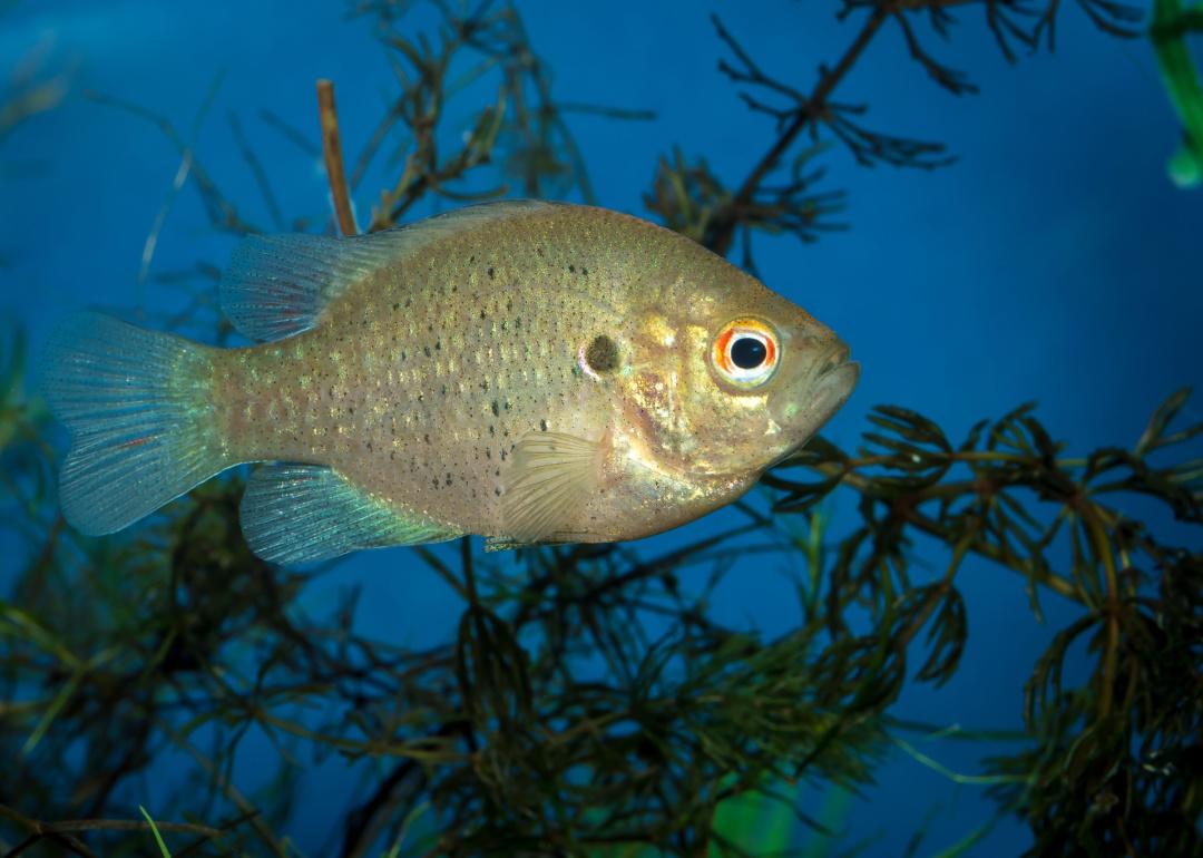 Record fish caught in Missouri