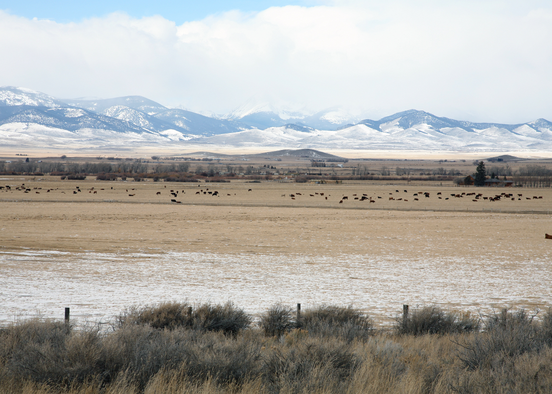 Montana winter landscape.