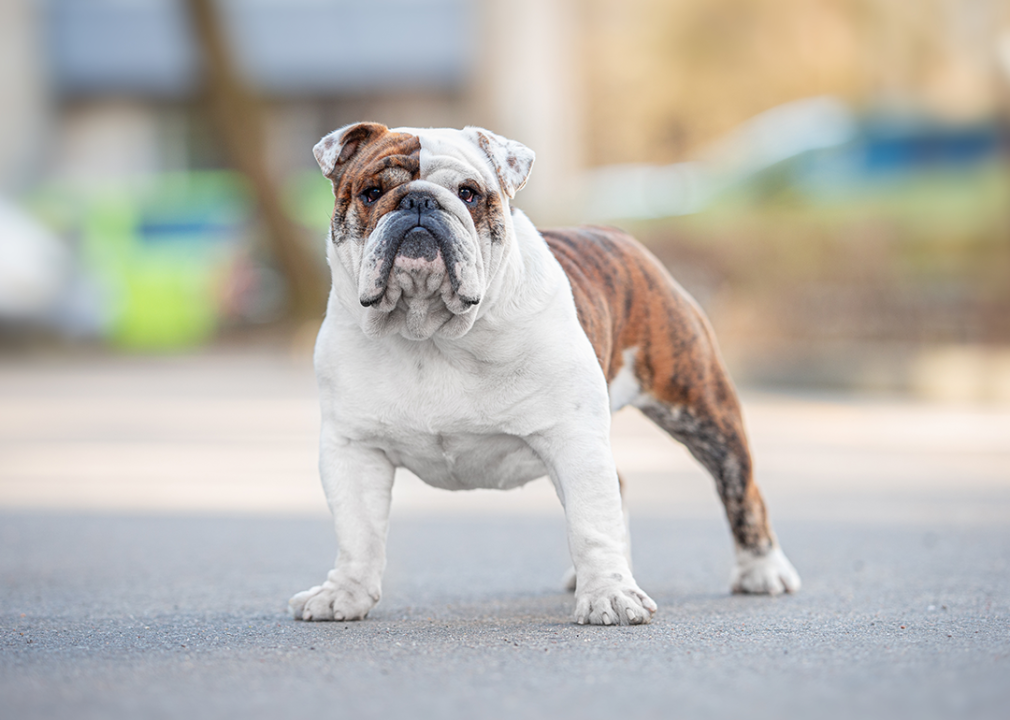 Portrait of a brindle English Bulldog outside.