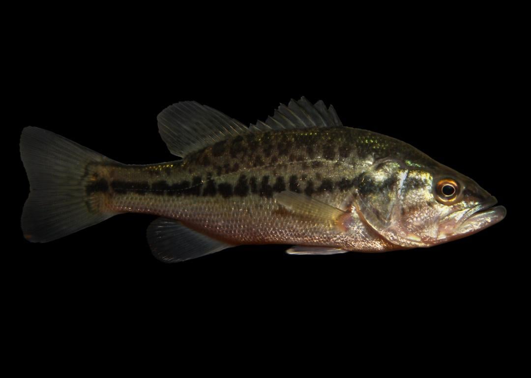 Record fish caught in Missouri