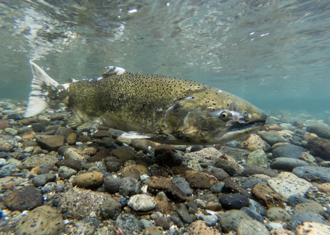 Chinook Salmon Underwater During Spawning