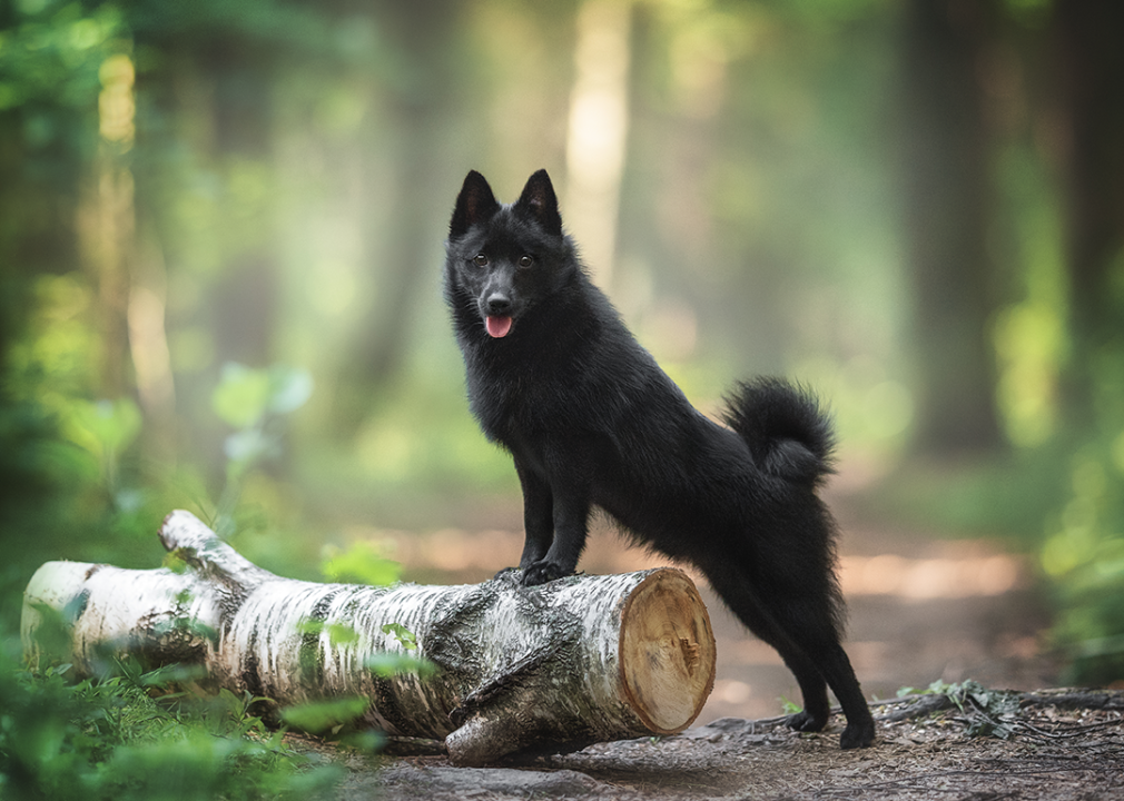 A Black Schipperke puppy standing on a log in the forest.