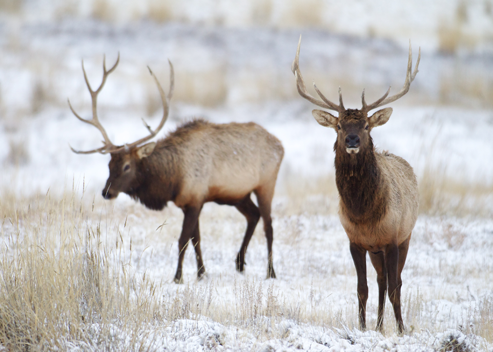 Rocky Mountain Elk walking on snow.