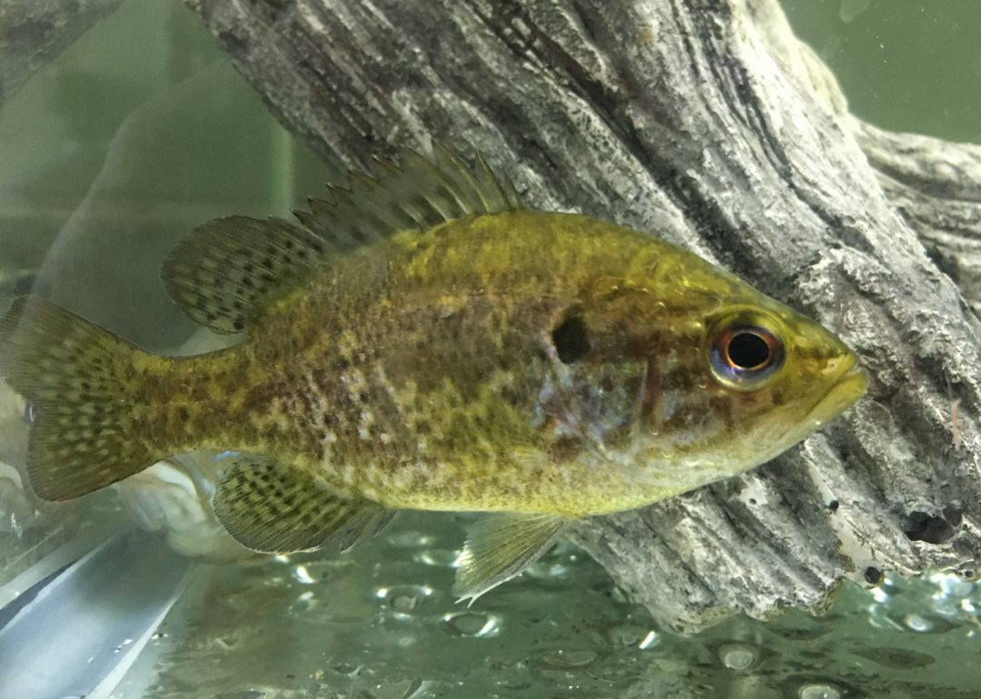 Record fish caught in Missouri