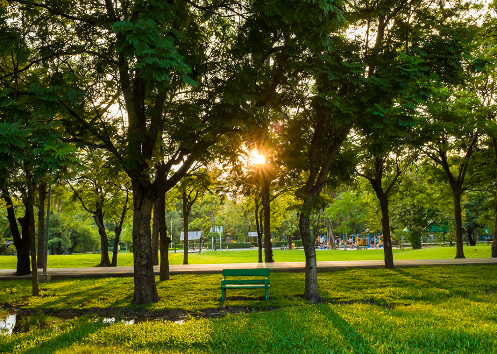 Green city park in late afternoon.