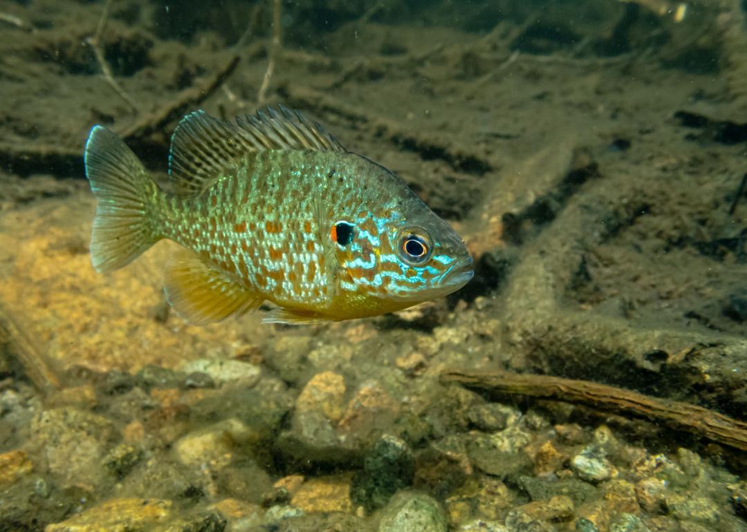 Bluegill - Images - USFWS National Digital Library