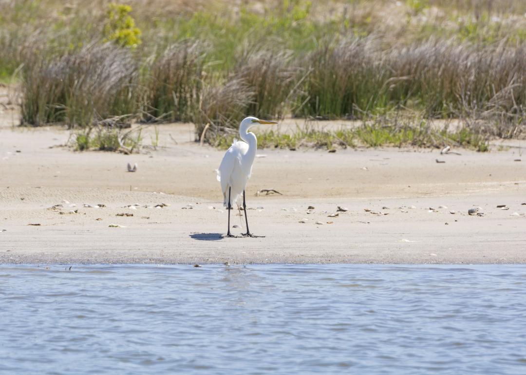 Egret on wetland area.