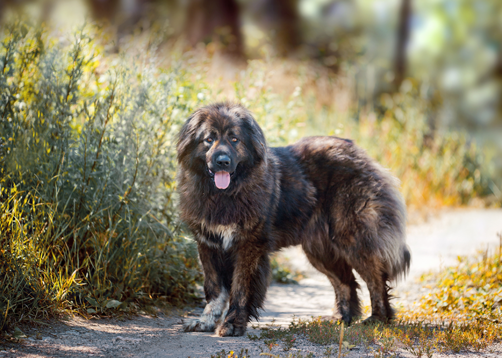 Caucasian shepherd dog standing on path.