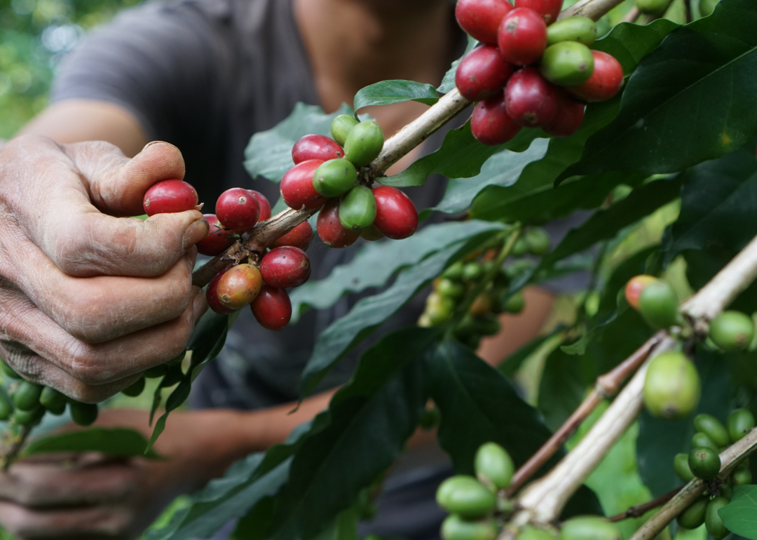 Person harvesting coffee berries.