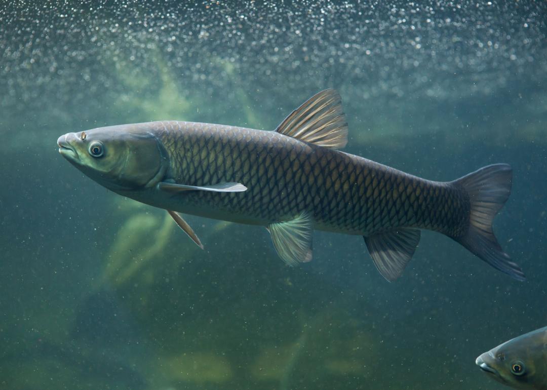 Grass Carp swimming underwater