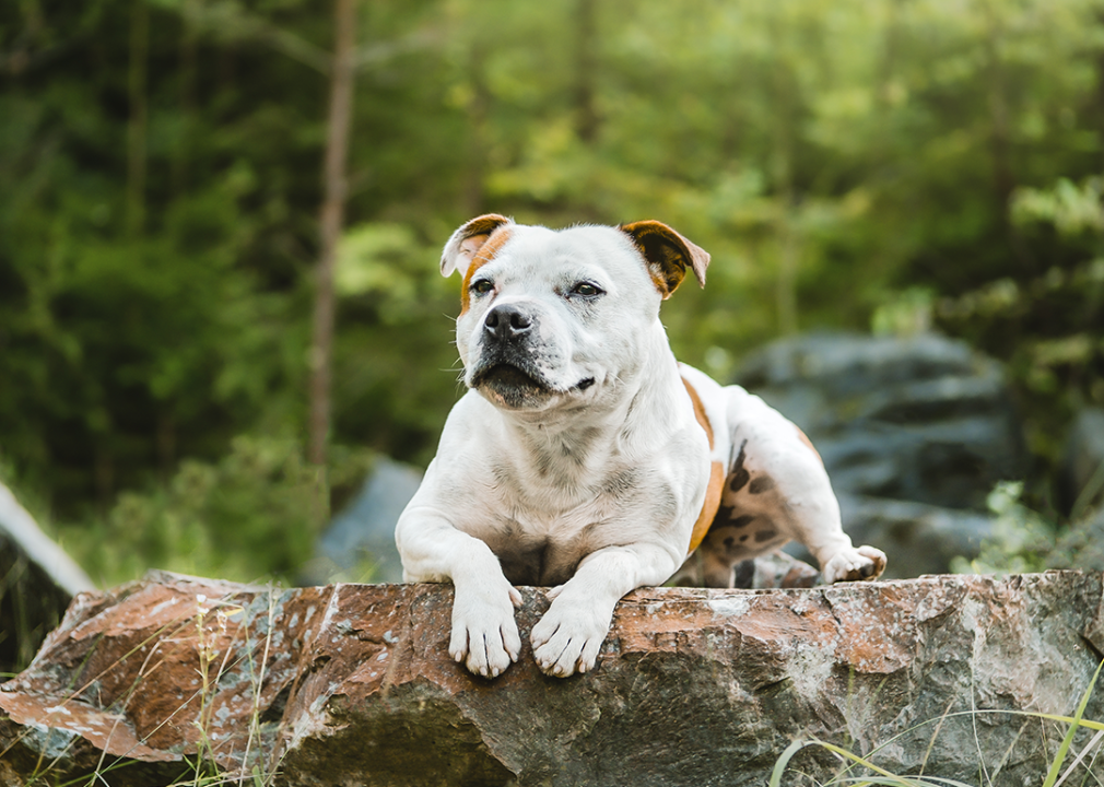 Staffordshire bull terrier sitting on rock in forest.
