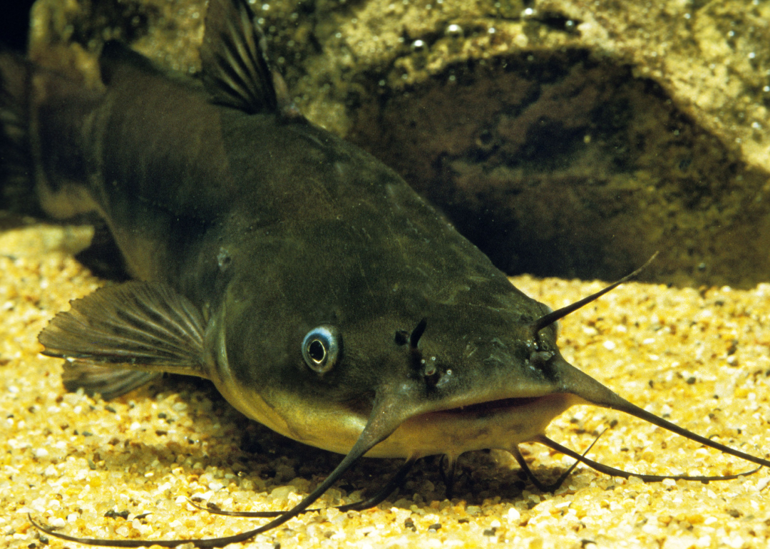 Record fish caught in Missouri