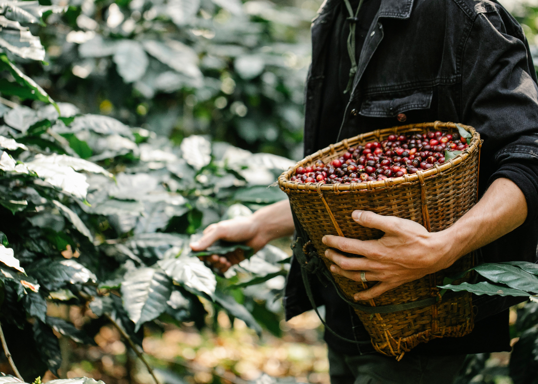 Harvester picking coffee berries.