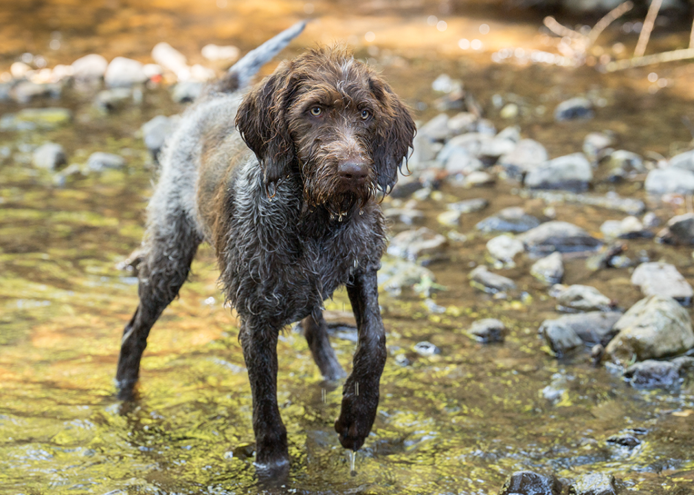 German wirehaired pointer in forest creek.