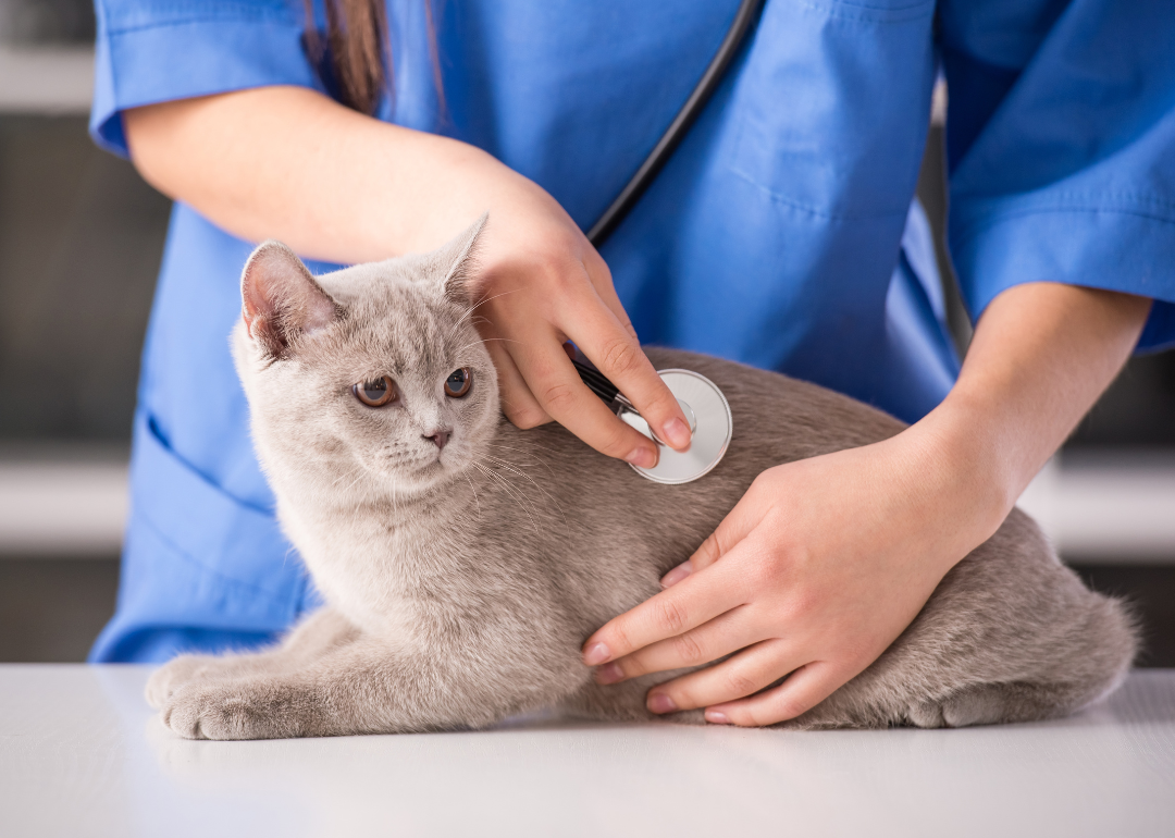 Veterinarian holding stethoscope on cat.