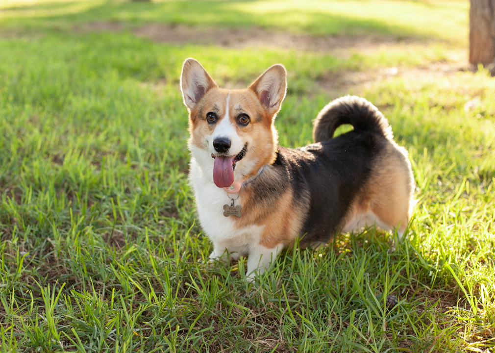 Welsh corgi cardigan on green grass lawn.