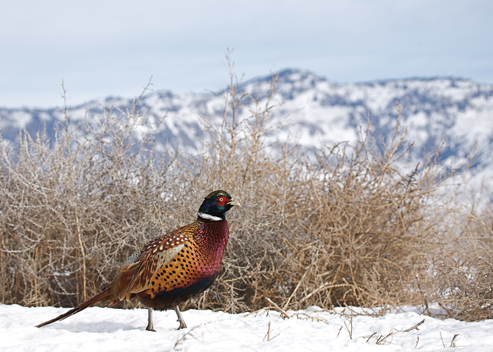 A ringneck pheasant in a snowy landscape.