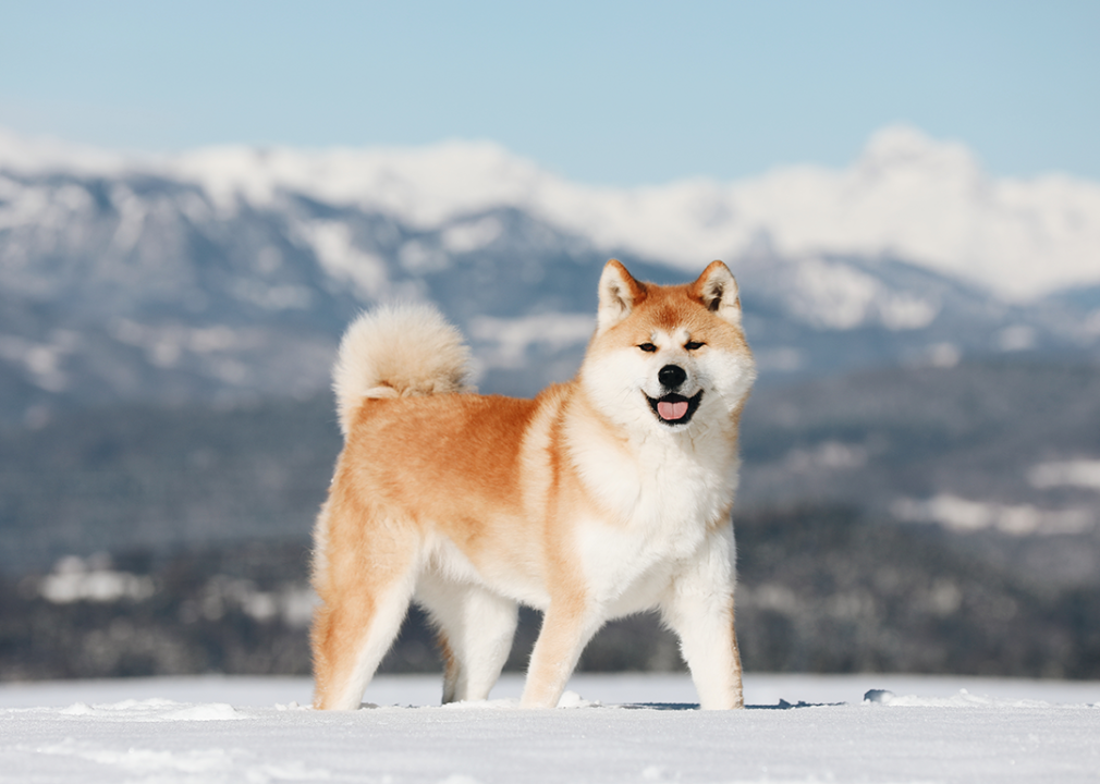 Akita dog standing in snow.