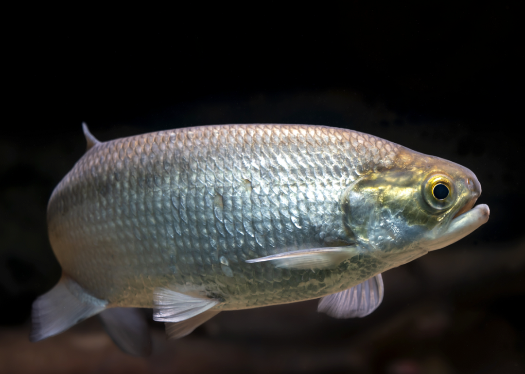 Record fish caught in Missouri