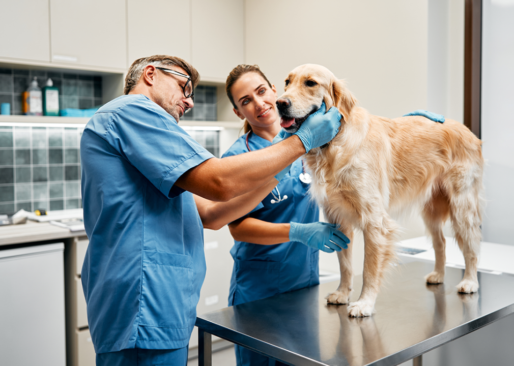 Veterinarians examine a dog in a veterinary clinic.