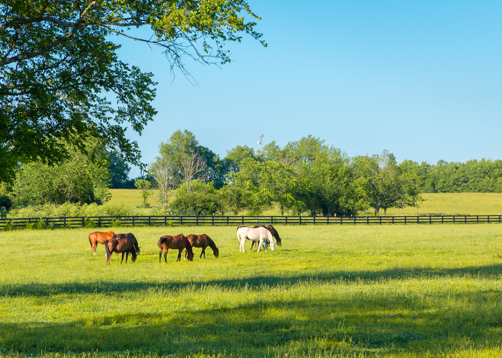 Kentucky: Oldham County Green pastures and horses.