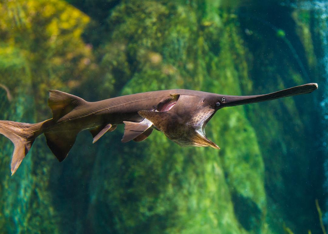 Paddlefish swimming in water