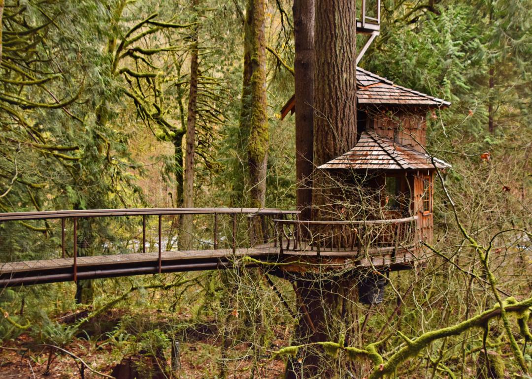 Curved wooden tree house in forest.