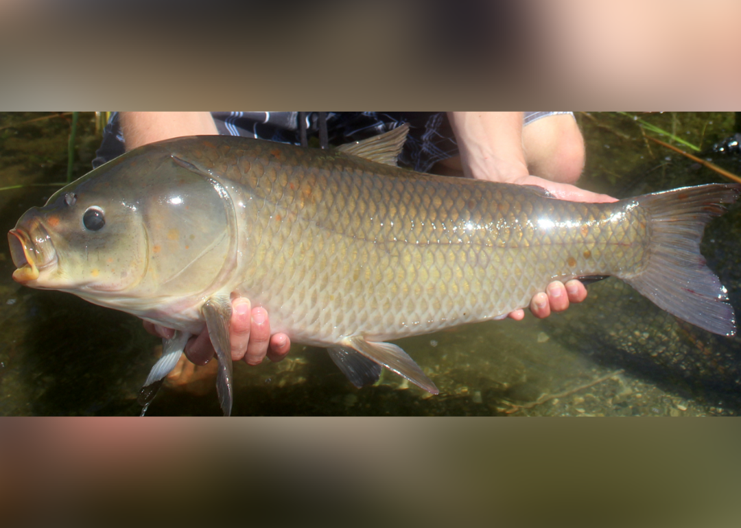 Record fish caught in Missouri