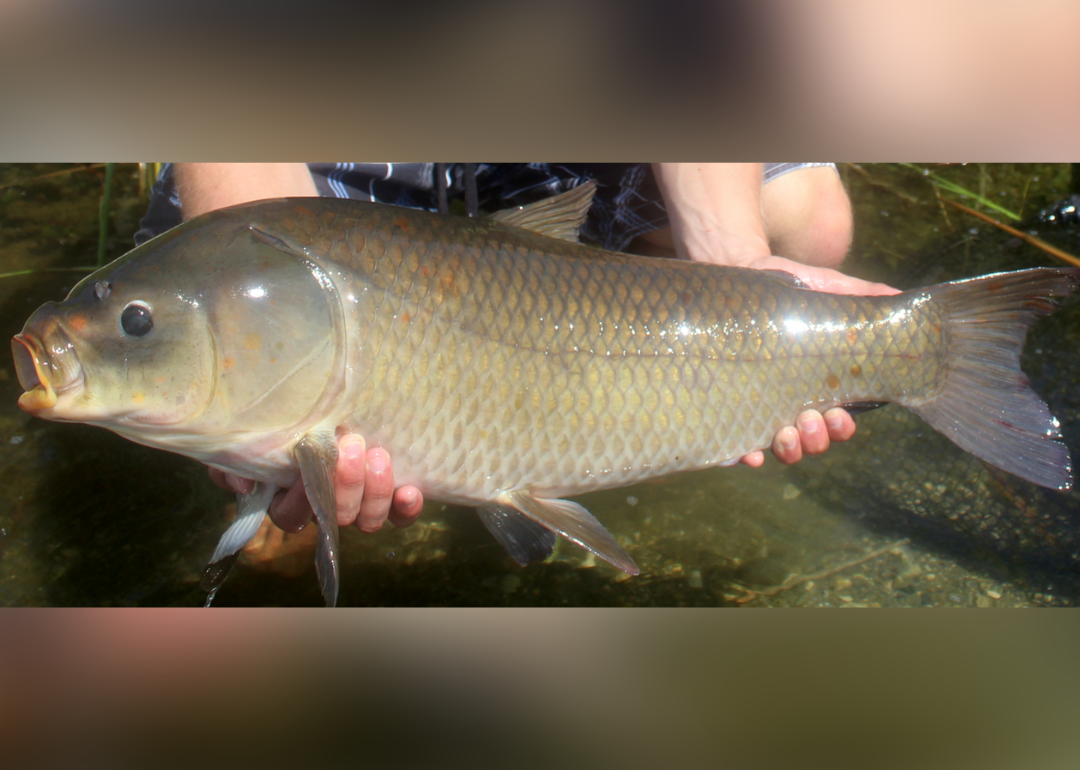 Hands holding bigmouth buffalo