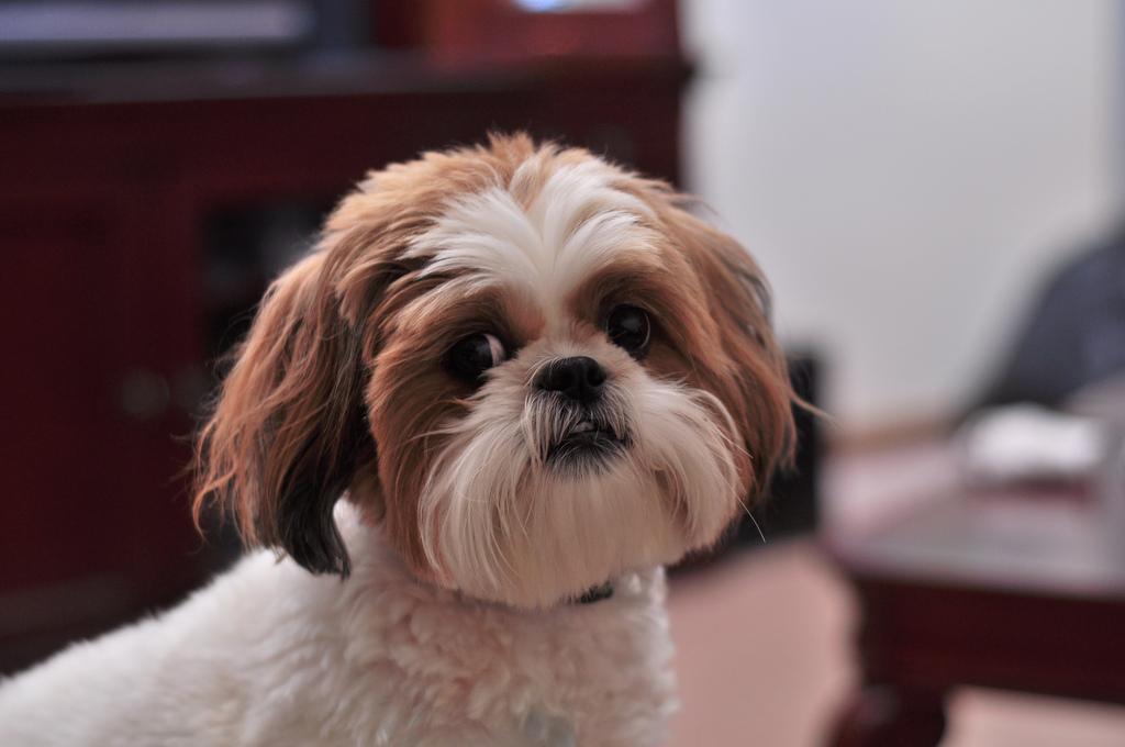 #19. Louie