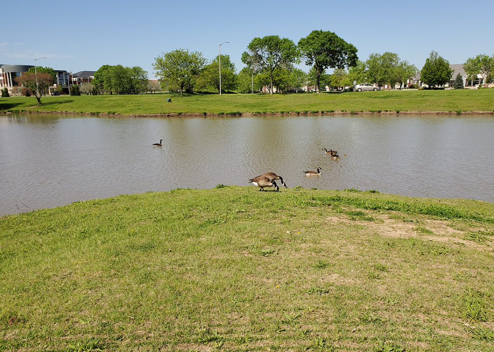 Canadian geese in suburban lake in springtime