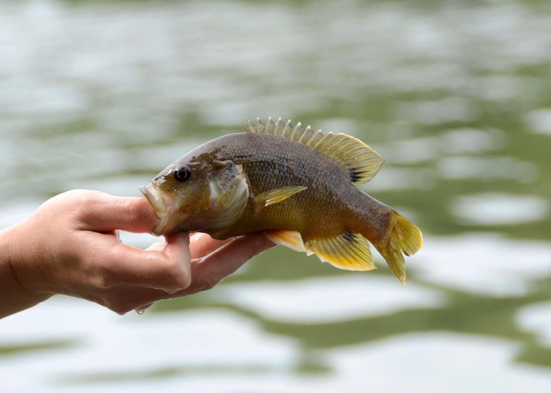 Record fish caught in Missouri