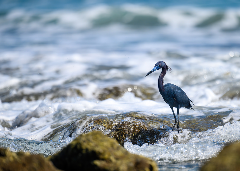 Blue heron on standing on a reef.