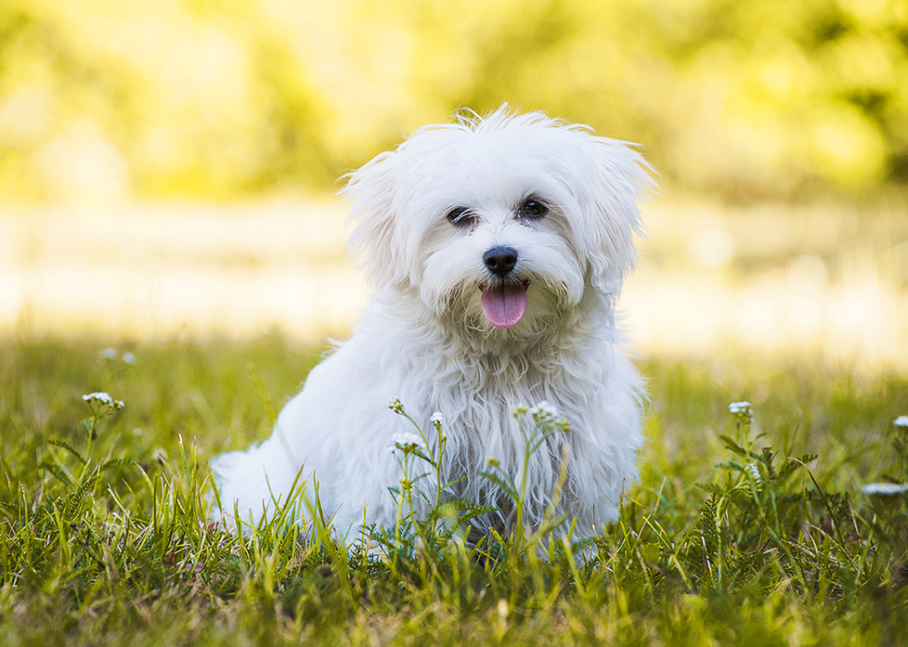 White Maltese sitting in grass.
