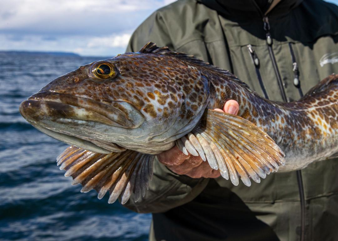Person holding large ling cod