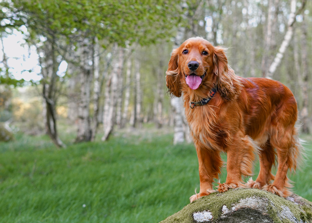 English cocker spaniel standing on rock in forest.