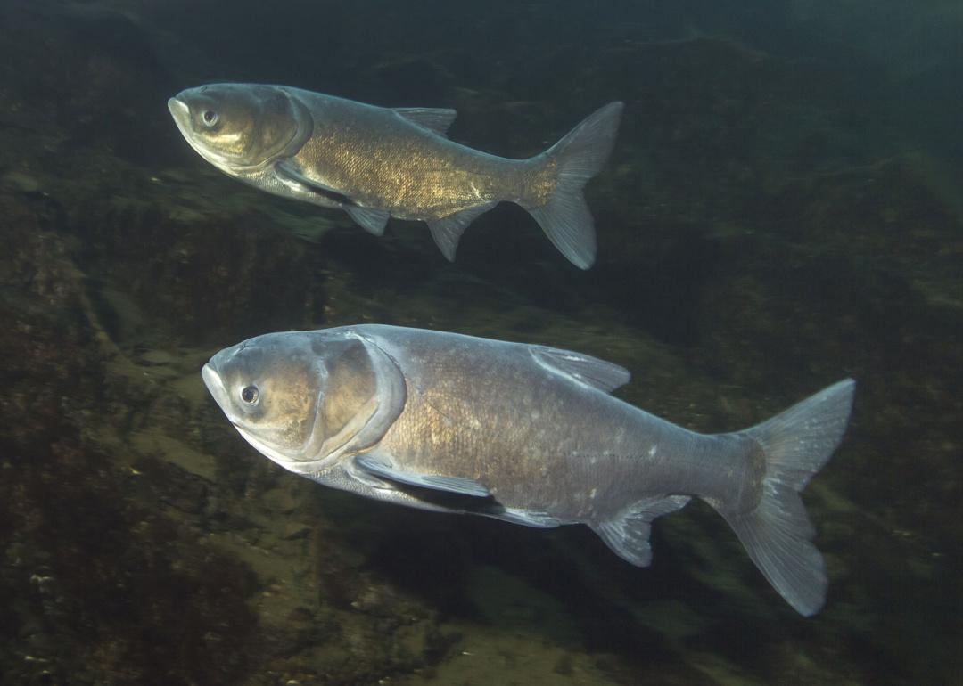 Bighead Carp swimming underwater in lake