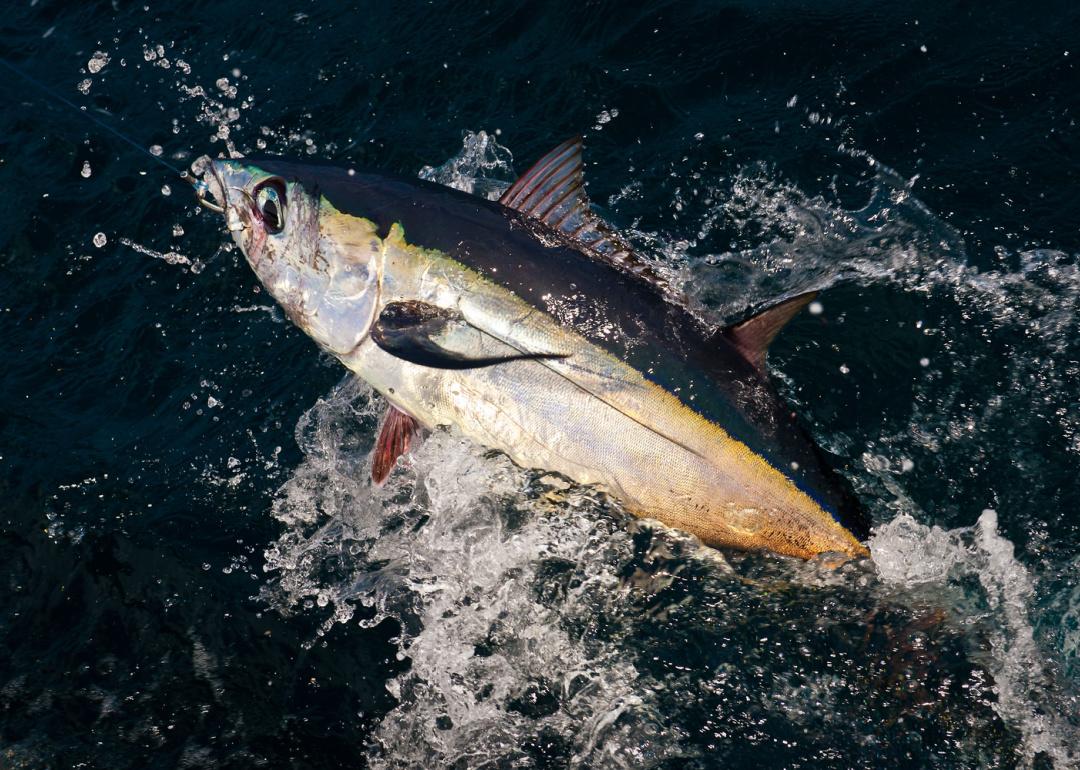 Albacore Tuna coming out of the water