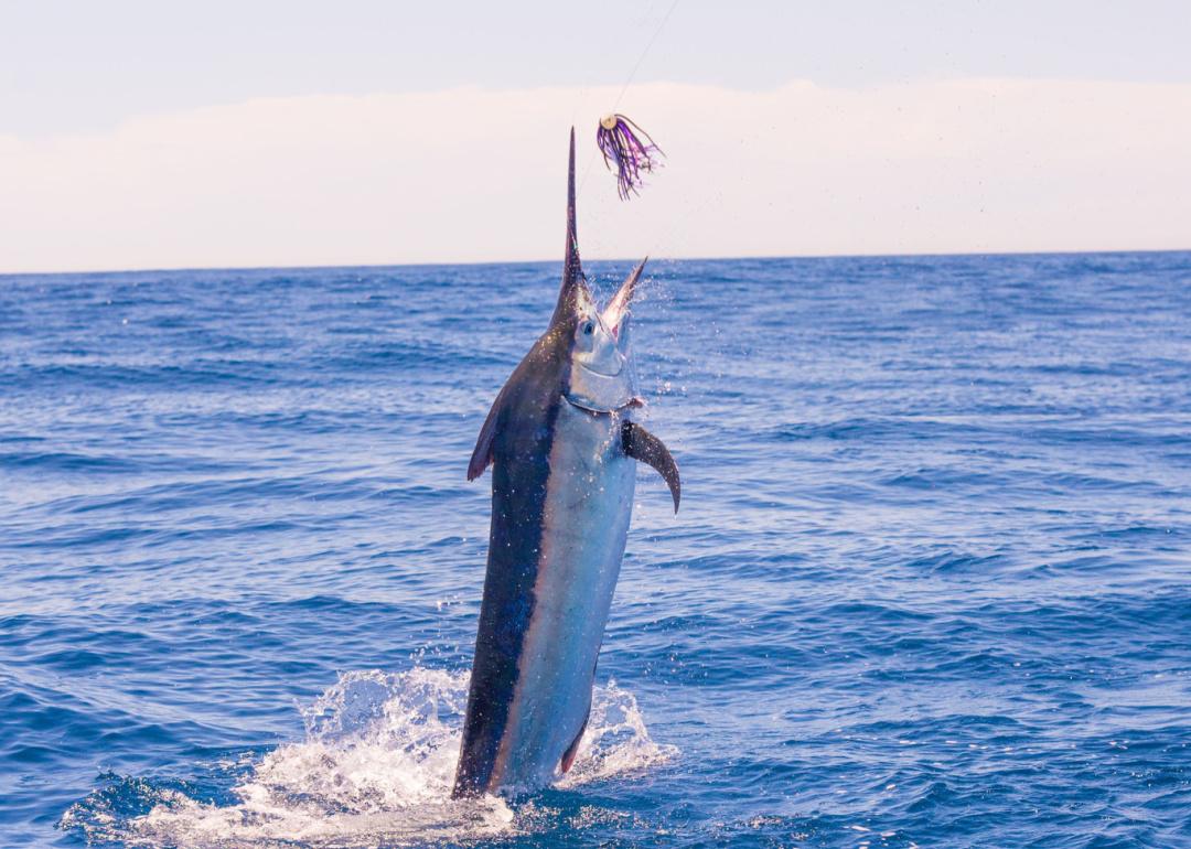 Jumping Marlin fish in ocean with lure